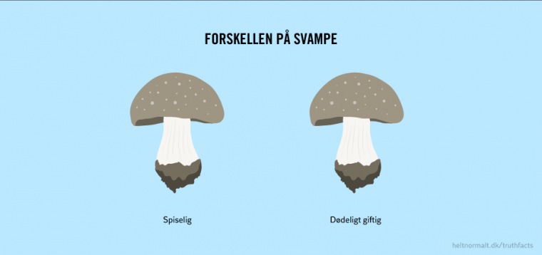 Forskellen på svampe
