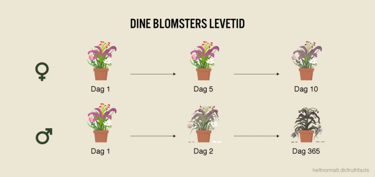 Dine Blomsters levetid