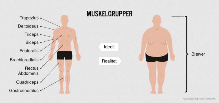 Muskelgrupper
