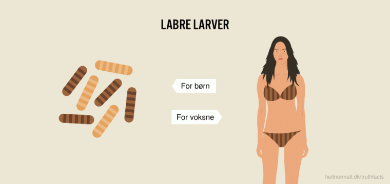 Labre larver