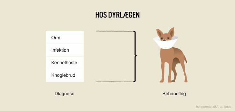 Hos dyrlægen