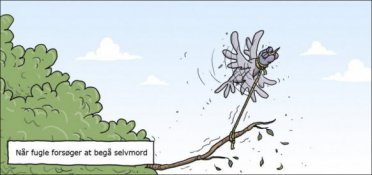 Når fugle vil begå selvmord