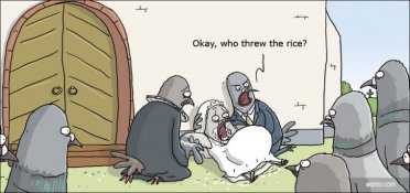 Pigeons celebrating a wedding